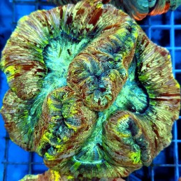 CC932 - Trachyphyllia