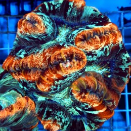 CC934 - Trachyphyllia