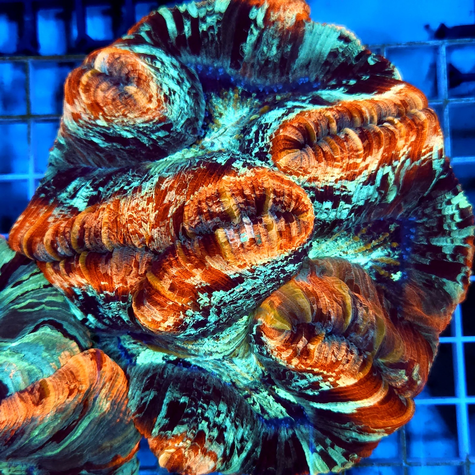CC934 - Trachyphyllia