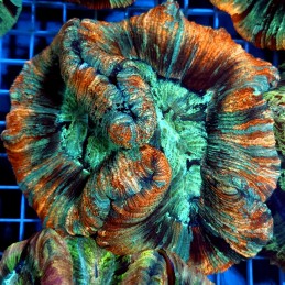 CC935 - Trachyphyllia