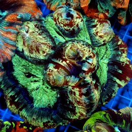 CC936 - Trachyphyllia