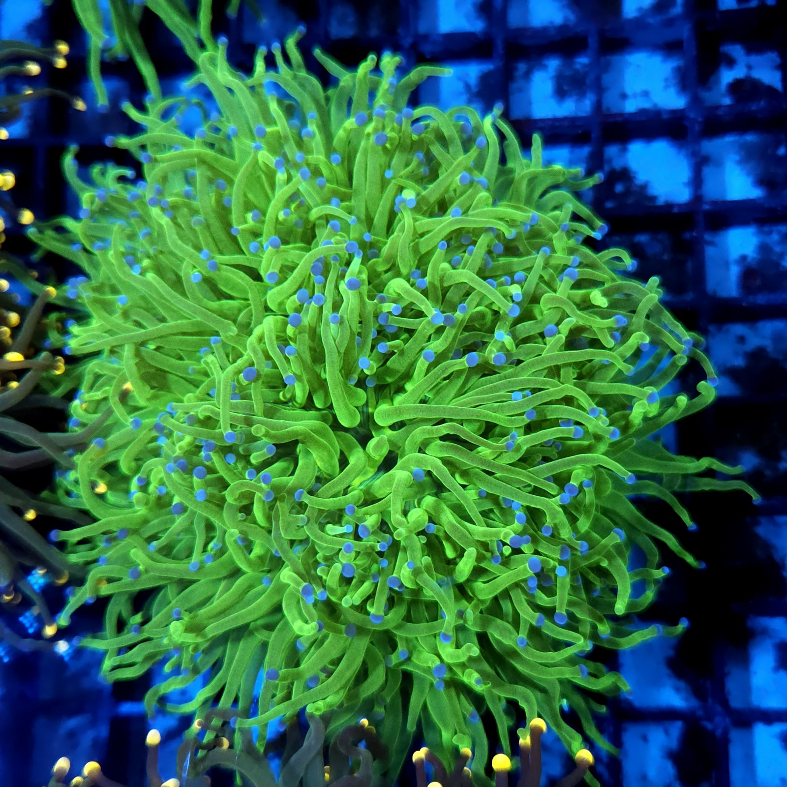 CC40 - Euphyllia glabrescens
