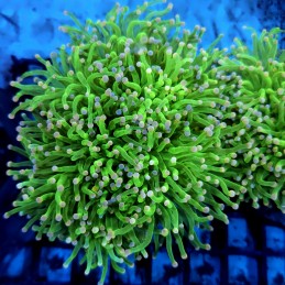 CC41 - Euphyllia glabrescens