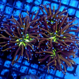 CC120 - Euphyllia glabrescens