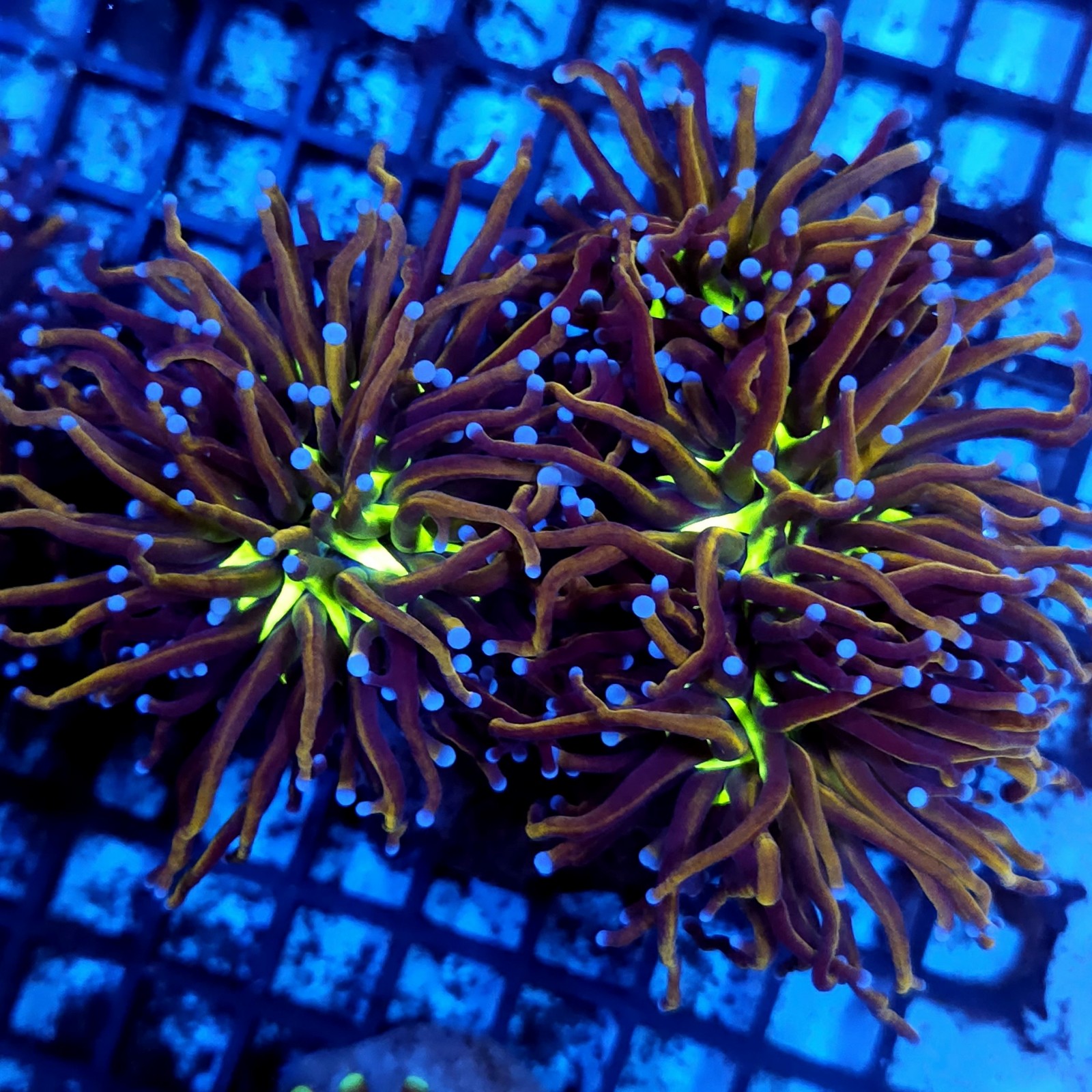 CC120 - Euphyllia glabrescens