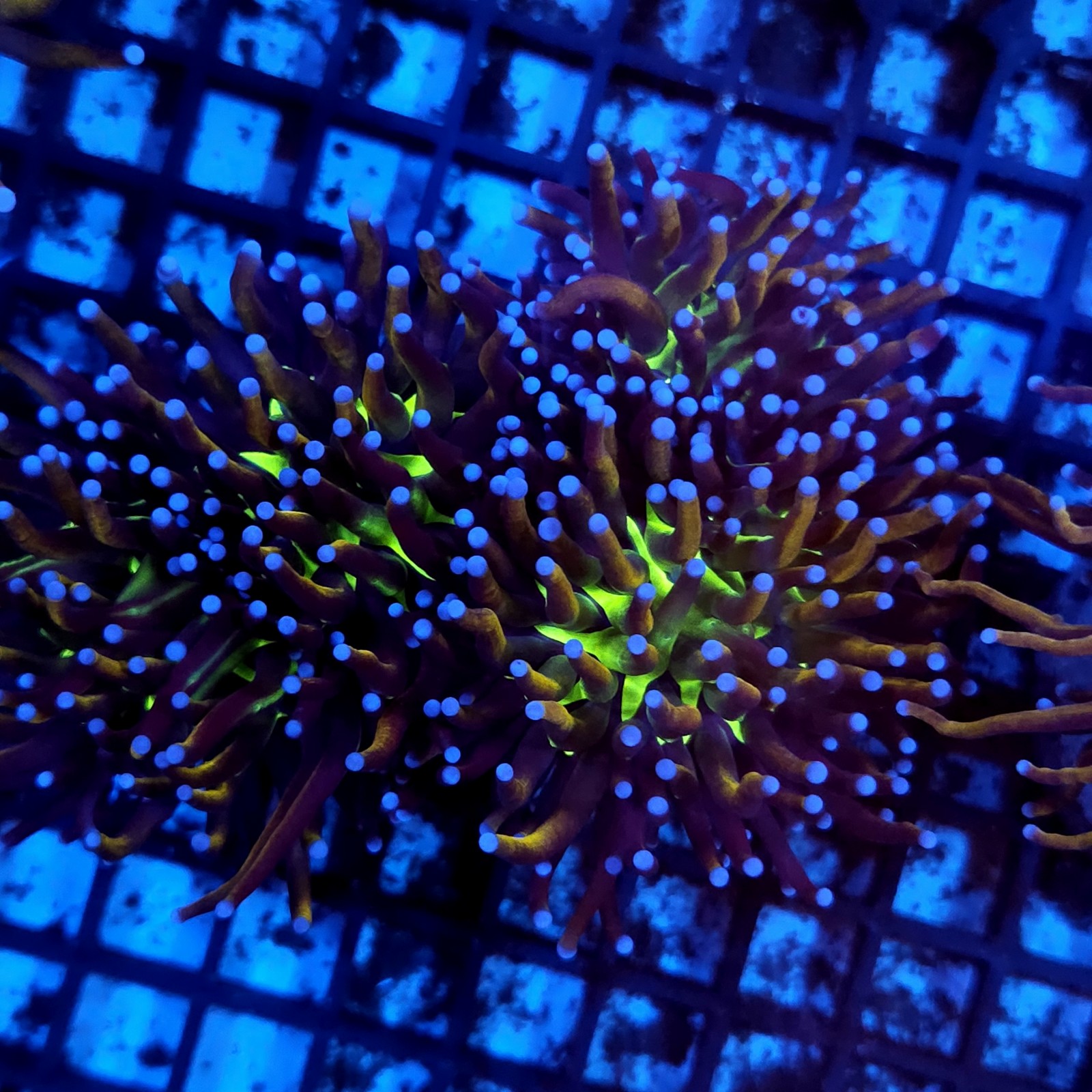 CC121 - Euphyllia glabrescens