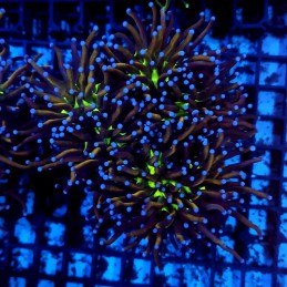 CC122 - Euphyllia glabrescens