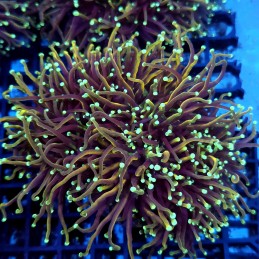 CC133 - Euphyllia glabrescens