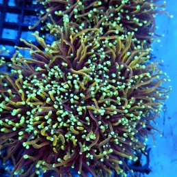 CC134 - Euphyllia glabrescens