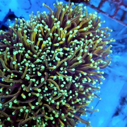CC135 - Euphyllia glabrescens