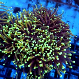 CC136 - Euphyllia glabrescens