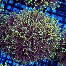 CC137 - Euphyllia glabrescens
