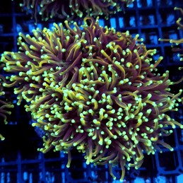 CC138 - Euphyllia glabrescens