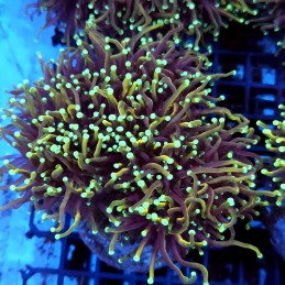 CC139 - Euphyllia glabrescens