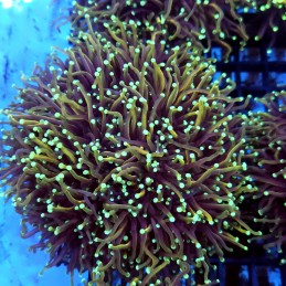CC140 - Euphyllia glabrescens