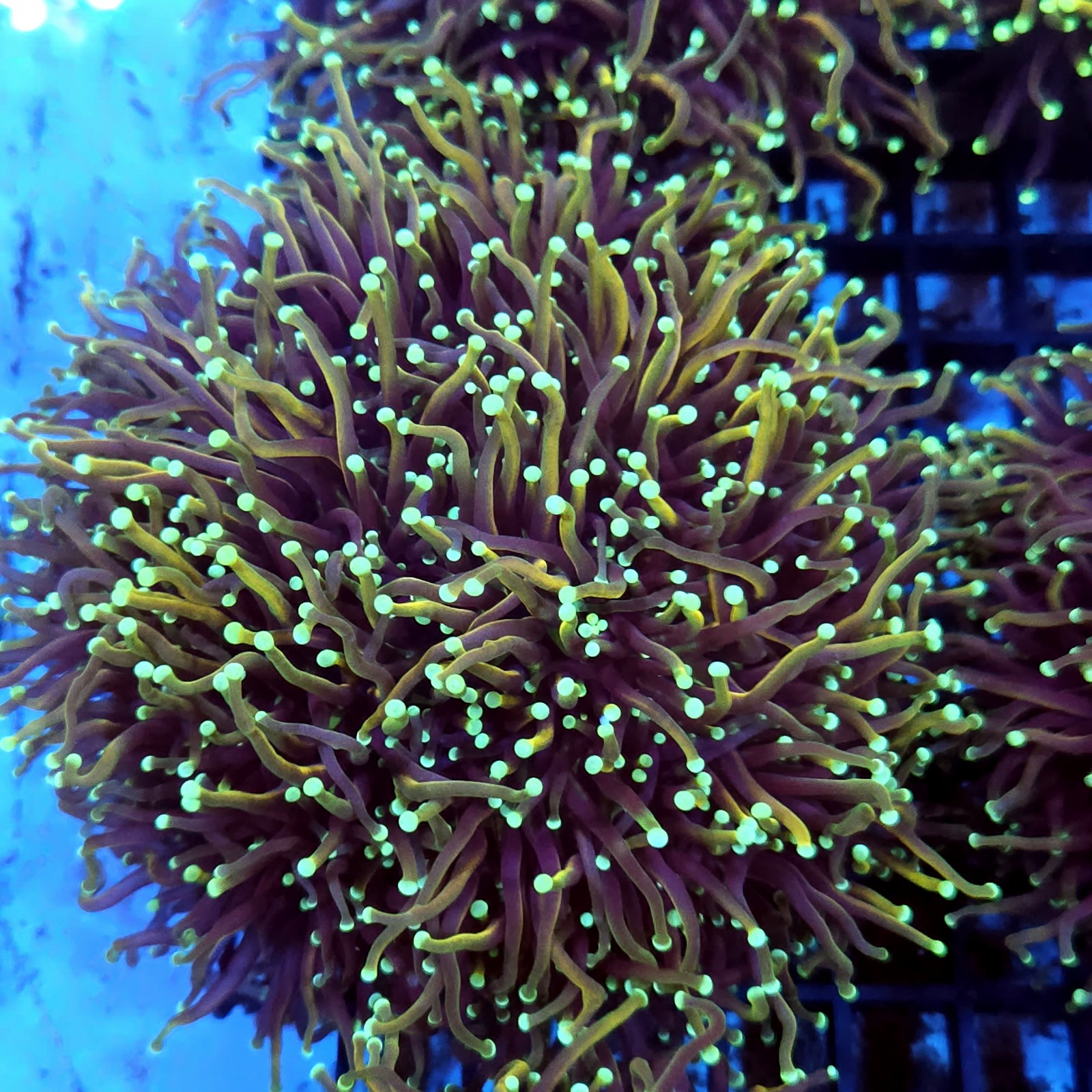 CC140 - Euphyllia glabrescens