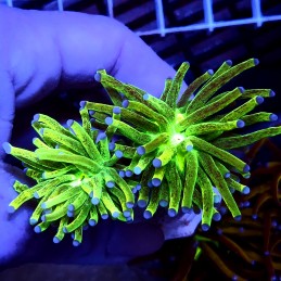 CC436 - Euphyllia glabrescens