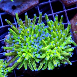 CC444 - Euphyllia glabrescens