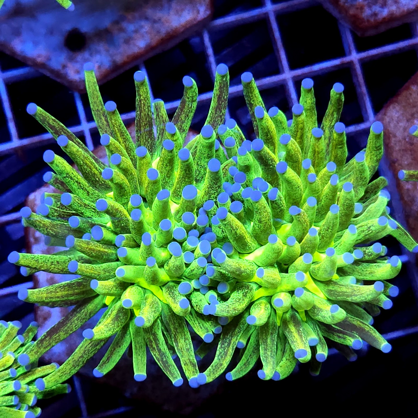CC444 - Euphyllia glabrescens
