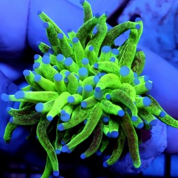CC445 - Euphyllia glabrescens