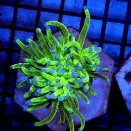 CC449 - Euphyllia glabrescens
