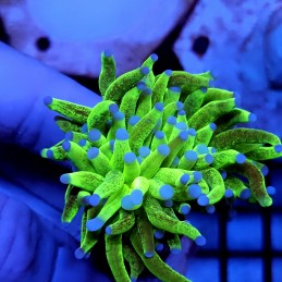 CC450 - Euphyllia glabrescens
