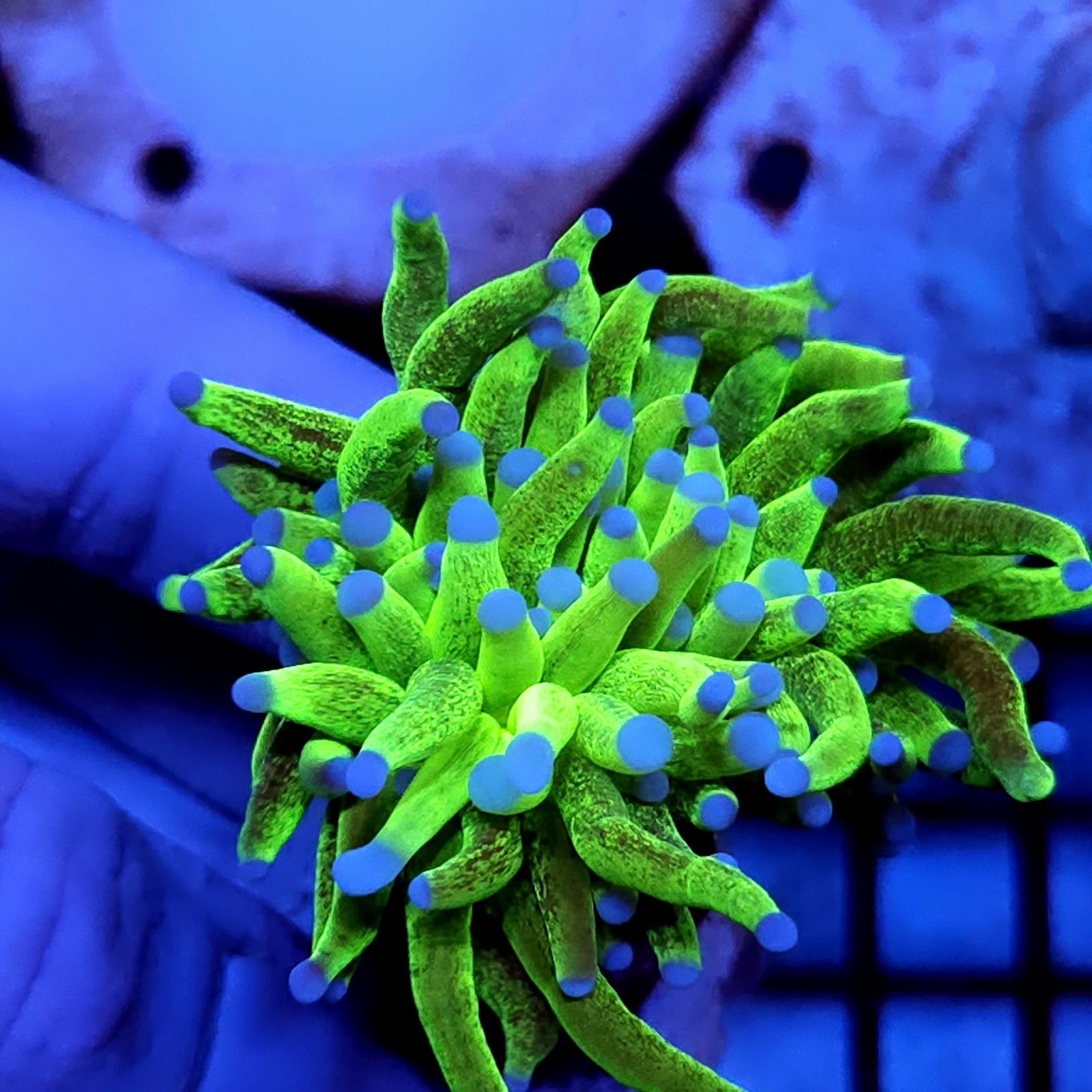 CC450 - Euphyllia glabrescens