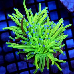 CC455 - Euphyllia glabrescens