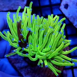 CC456 - Euphyllia glabrescens