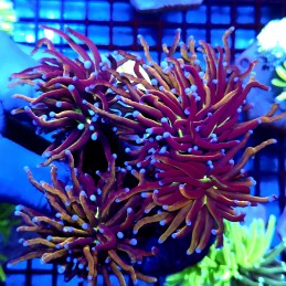 CC458 - Euphyllia glabrescens