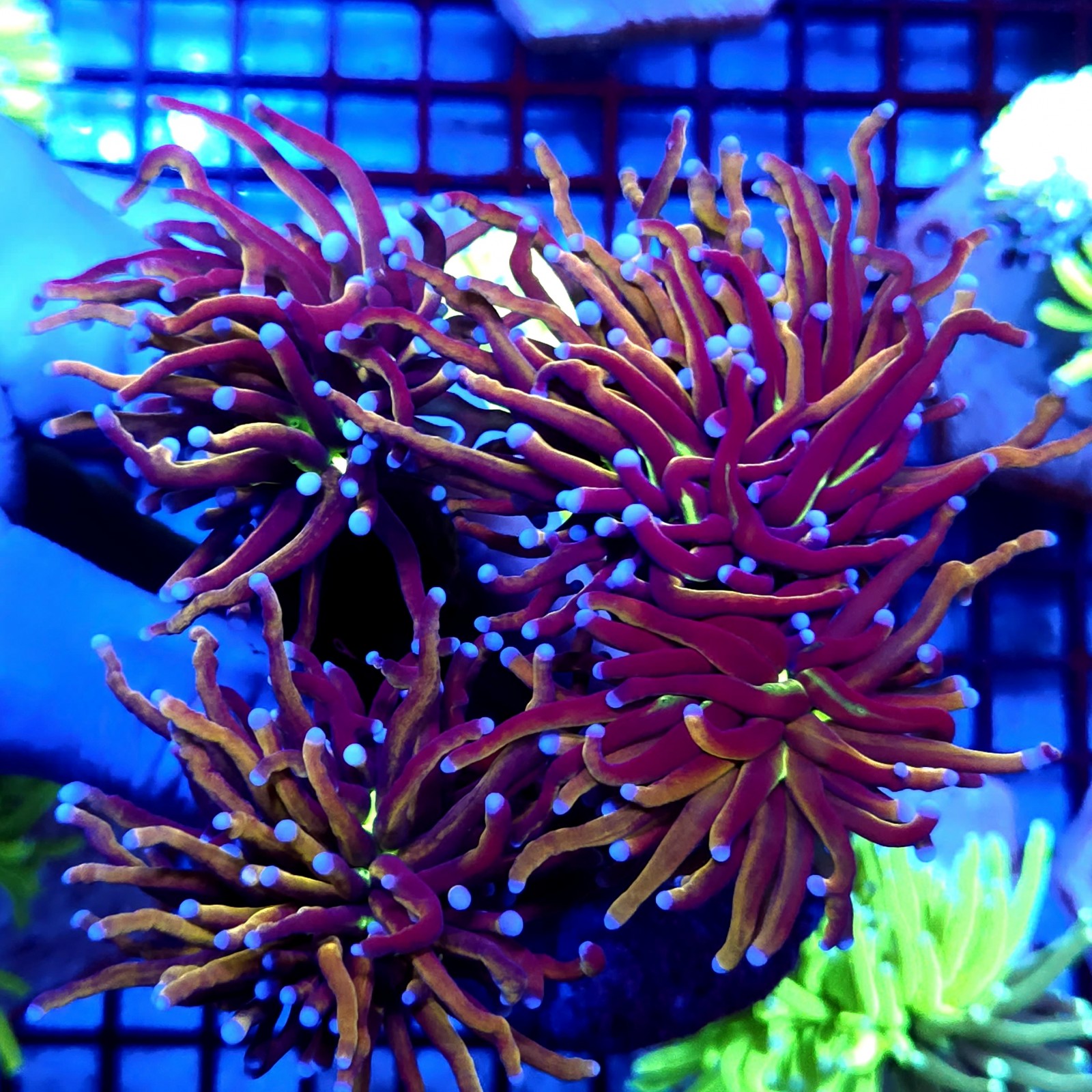 CC458 - Euphyllia glabrescens