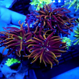 CC460 - Euphyllia glabrescens