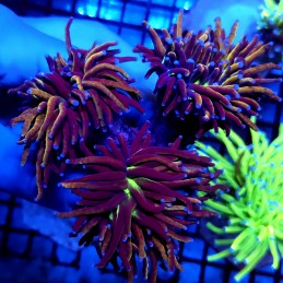 CC462 - Euphyllia glabrescens