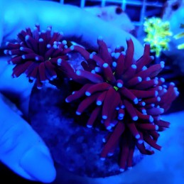 CC465 - Euphyllia glabrescens