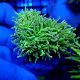 CC466 - Euphyllia glabrescens
