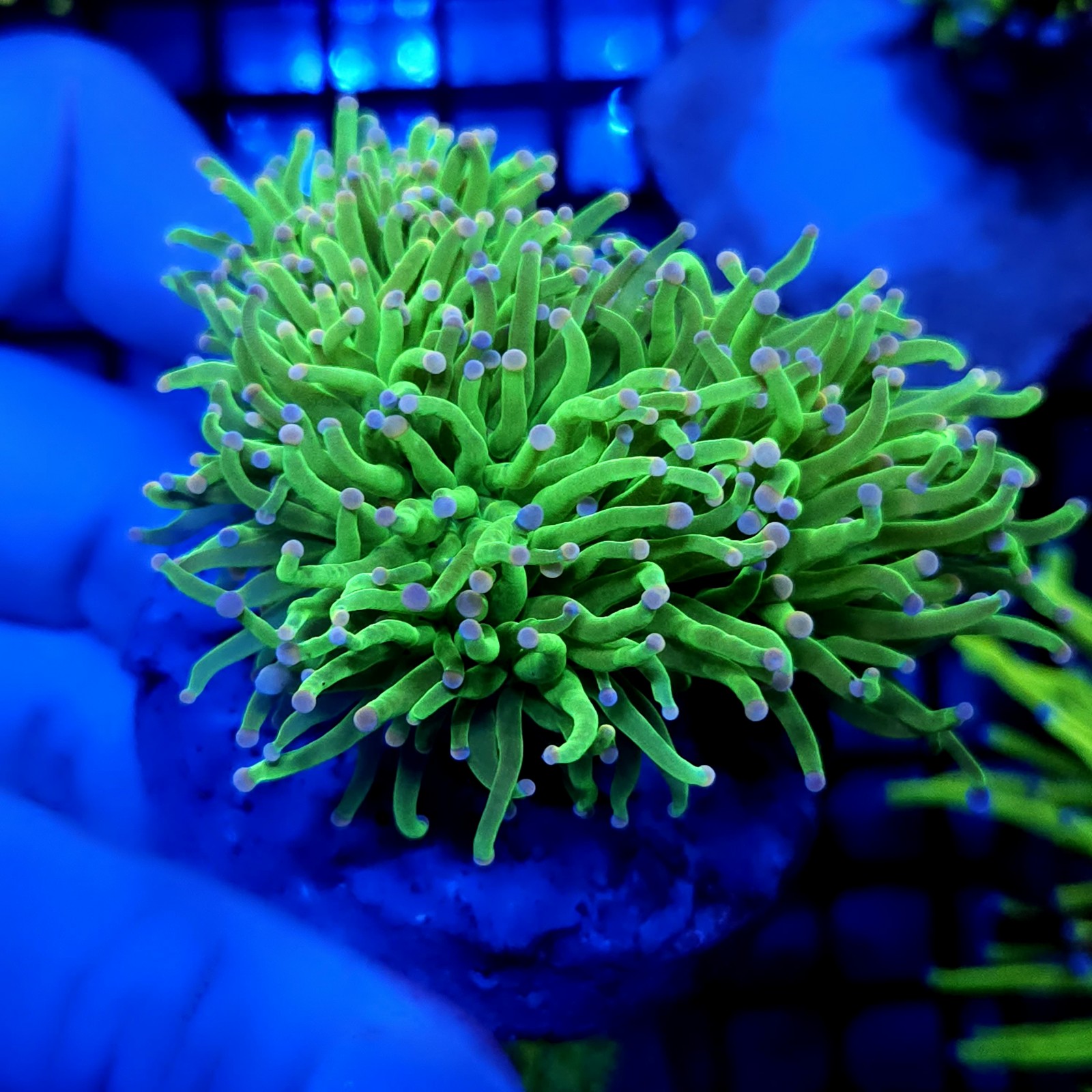 CC466 - Euphyllia glabrescens