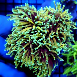 CC468 - Euphyllia glabrescens