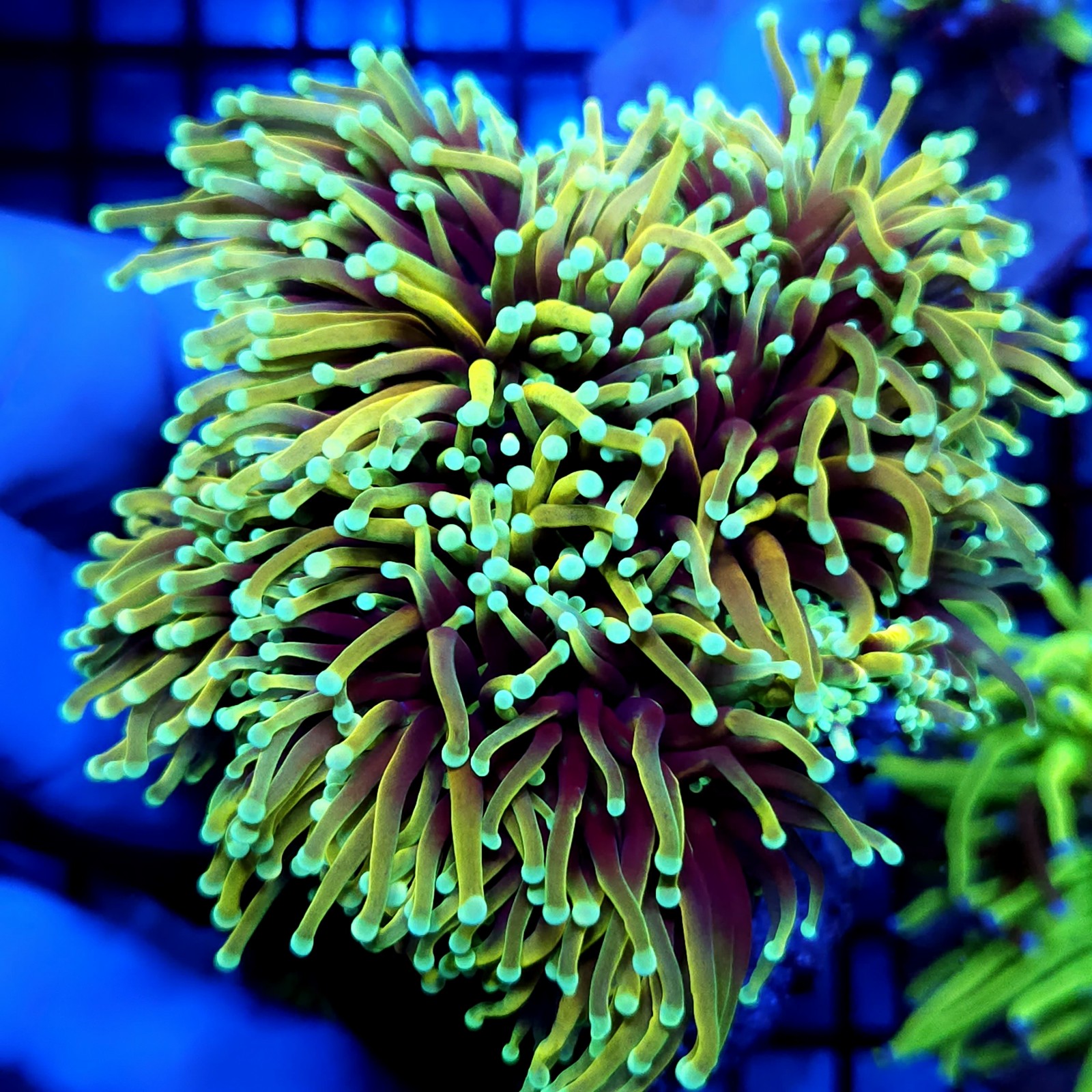CC468 - Euphyllia glabrescens