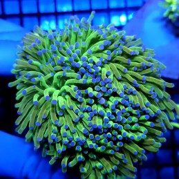 CC469 - Euphyllia glabrescens