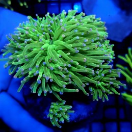 CC471 - Euphyllia glabrescens