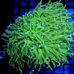 CC472 - Euphyllia glabrescens