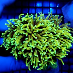 CC474 - Euphyllia glabrescens