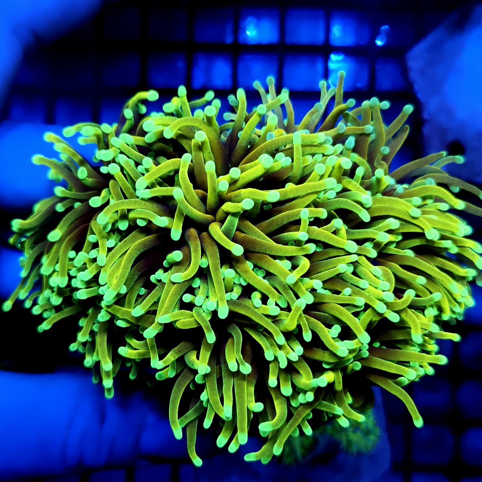 CC474 - Euphyllia glabrescens