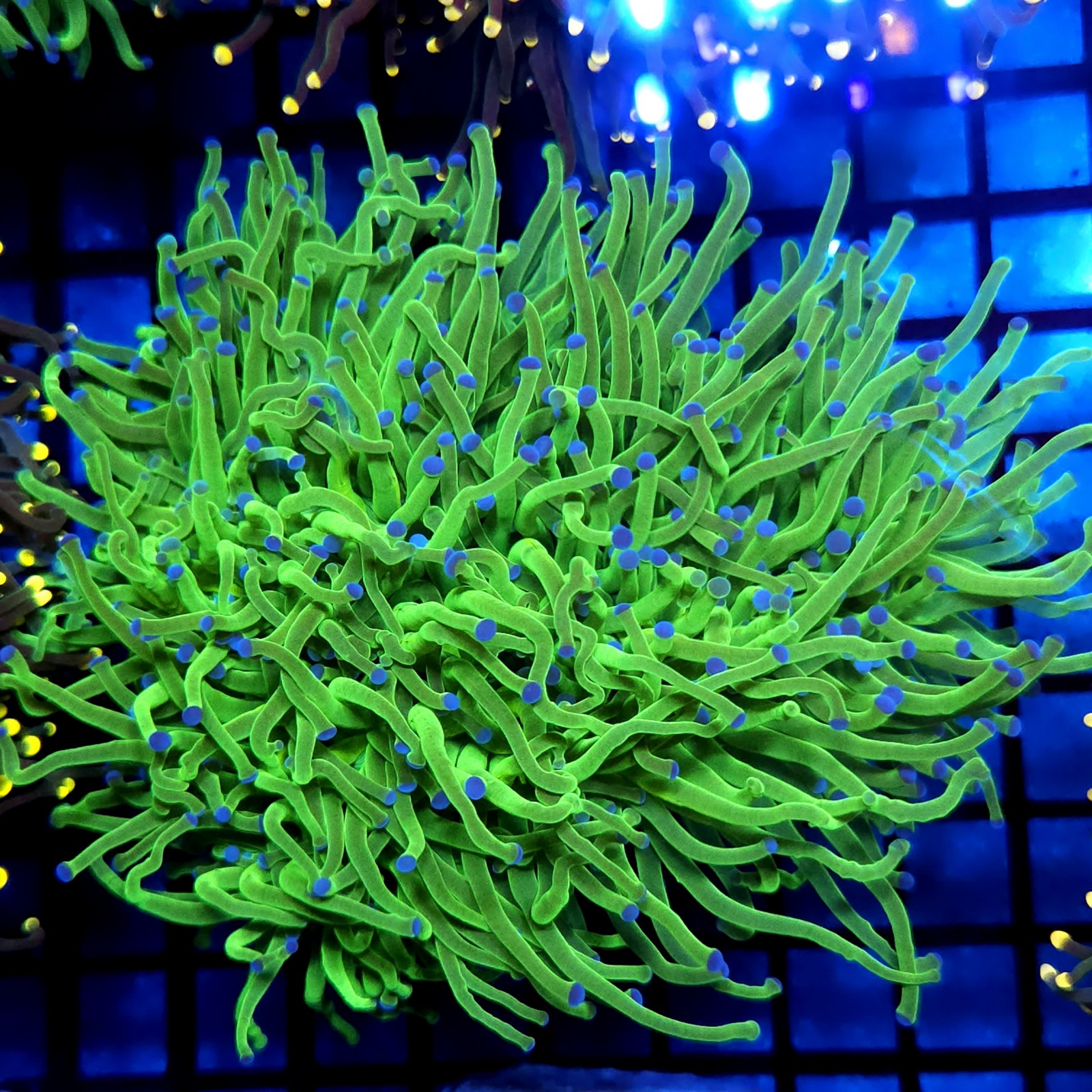 CC475 - Euphyllia glabrescens