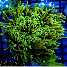 CC477 - Euphyllia glabrescens