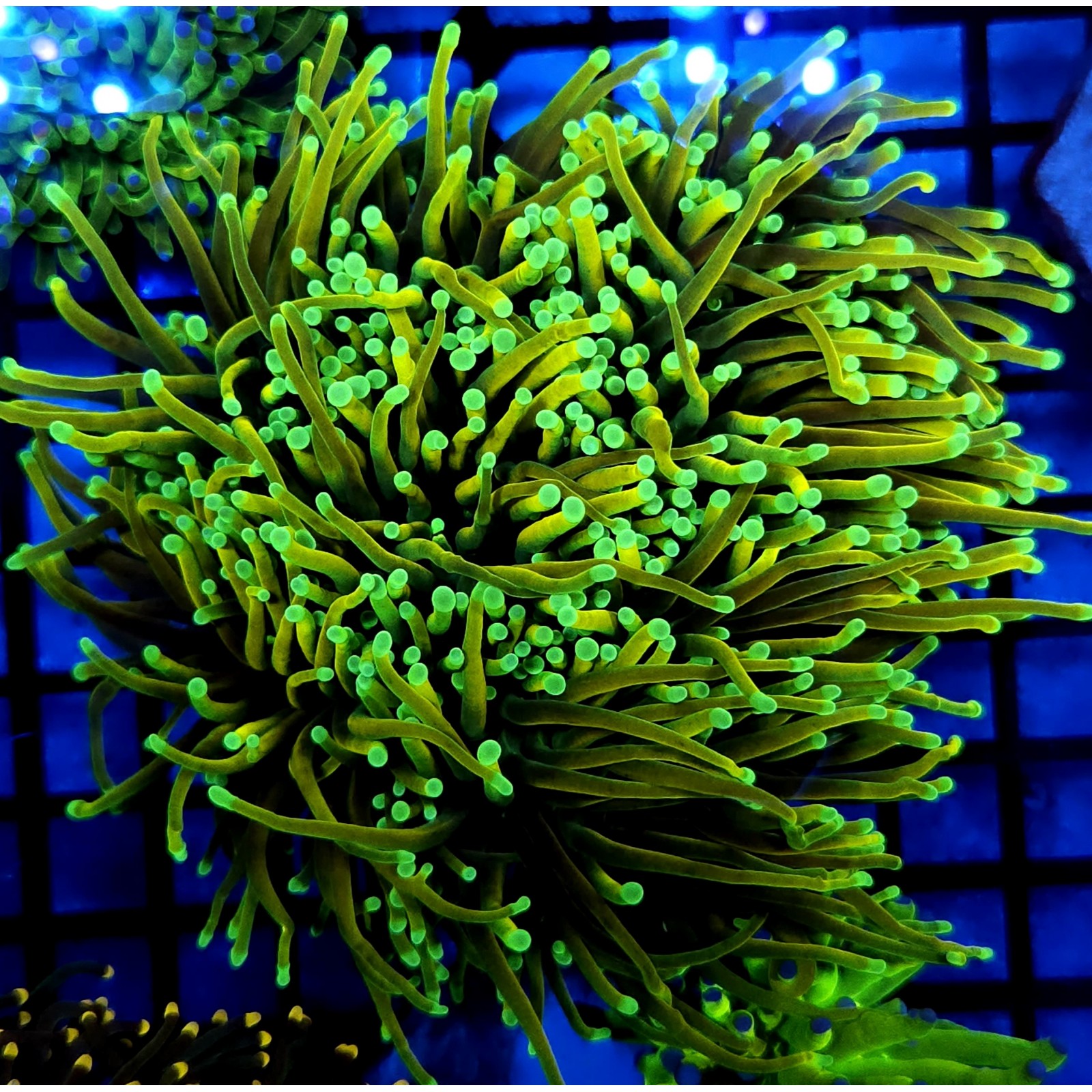 CC477 - Euphyllia glabrescens