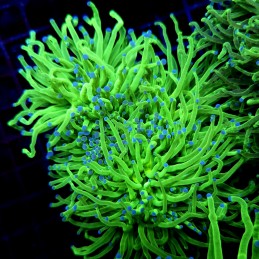 CC539 - Euphyllia glabrescens