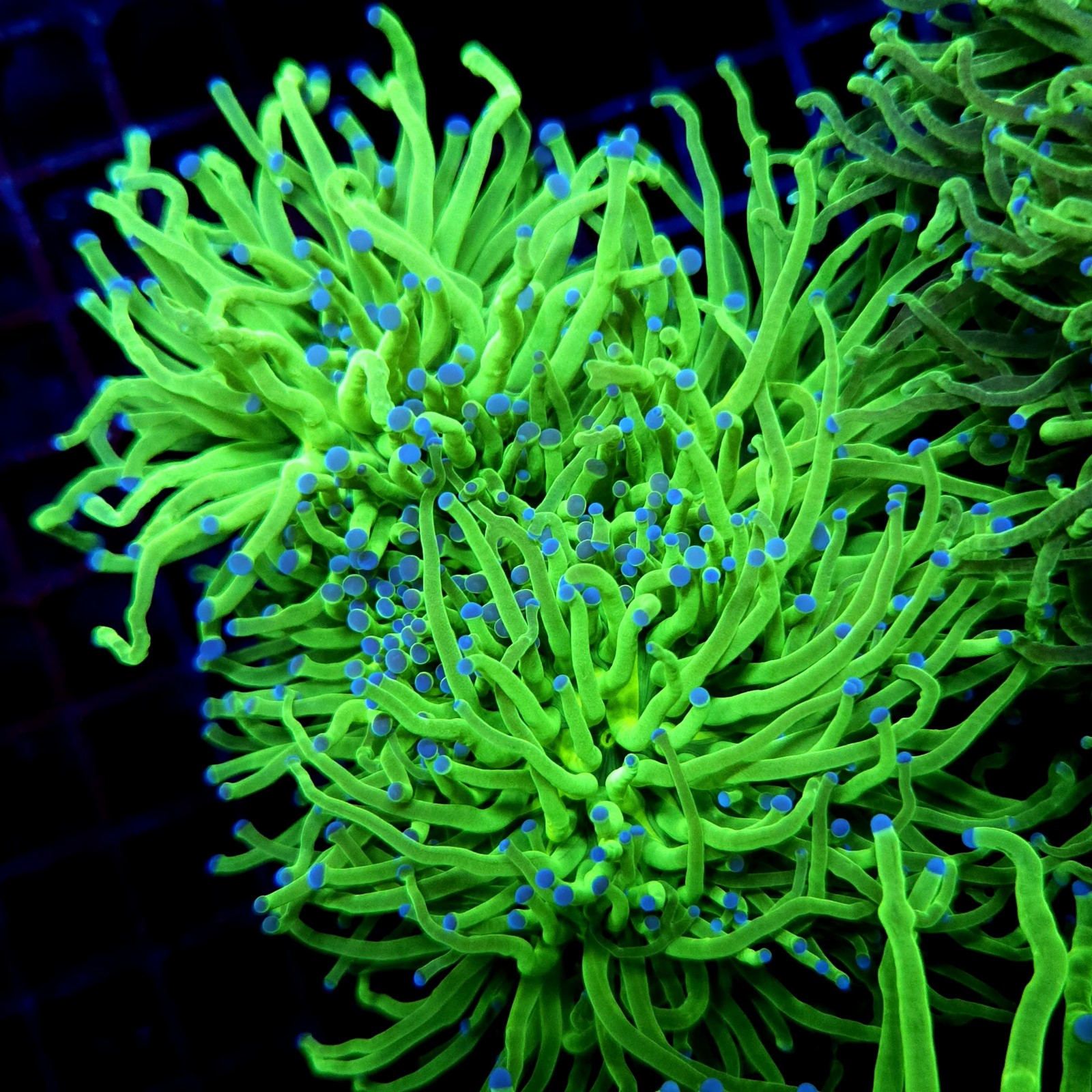 CC539 - Euphyllia glabrescens