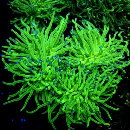 CC540 - Euphyllia glabrescens
