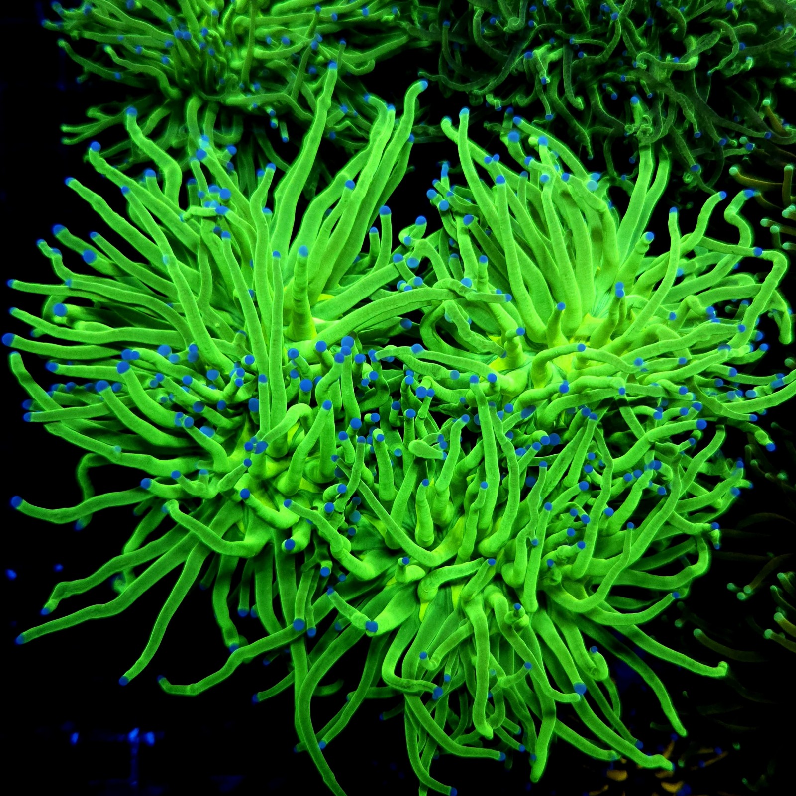 CC540 - Euphyllia glabrescens